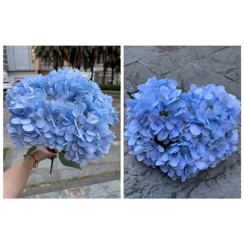 Hydrangea with 5 flower heads