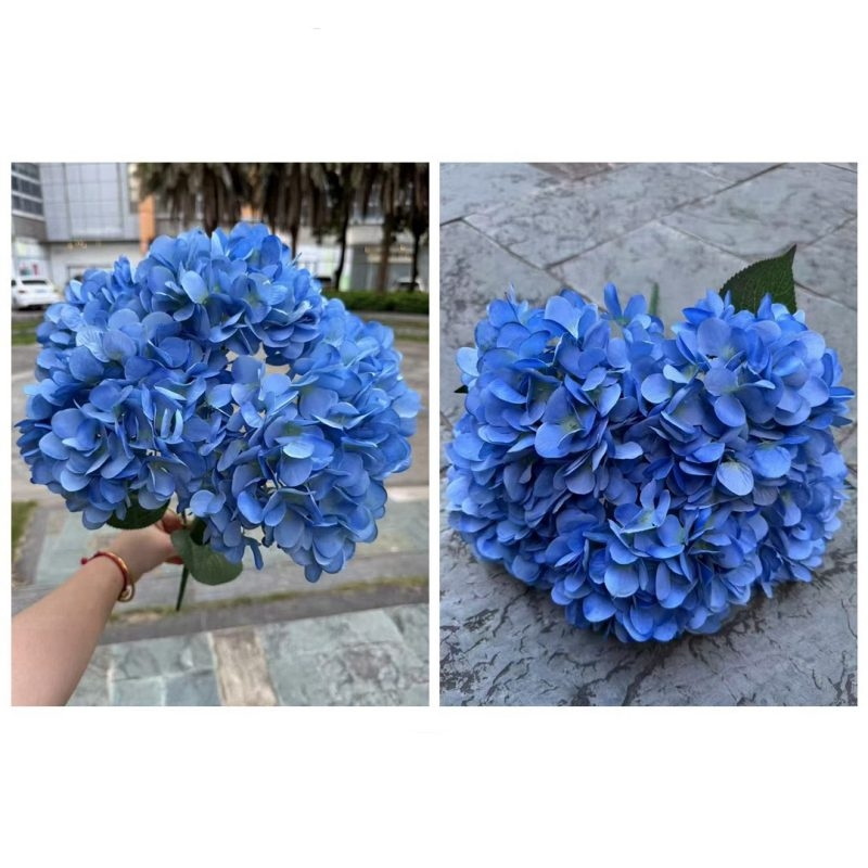 Hydrangea with 5 flower heads