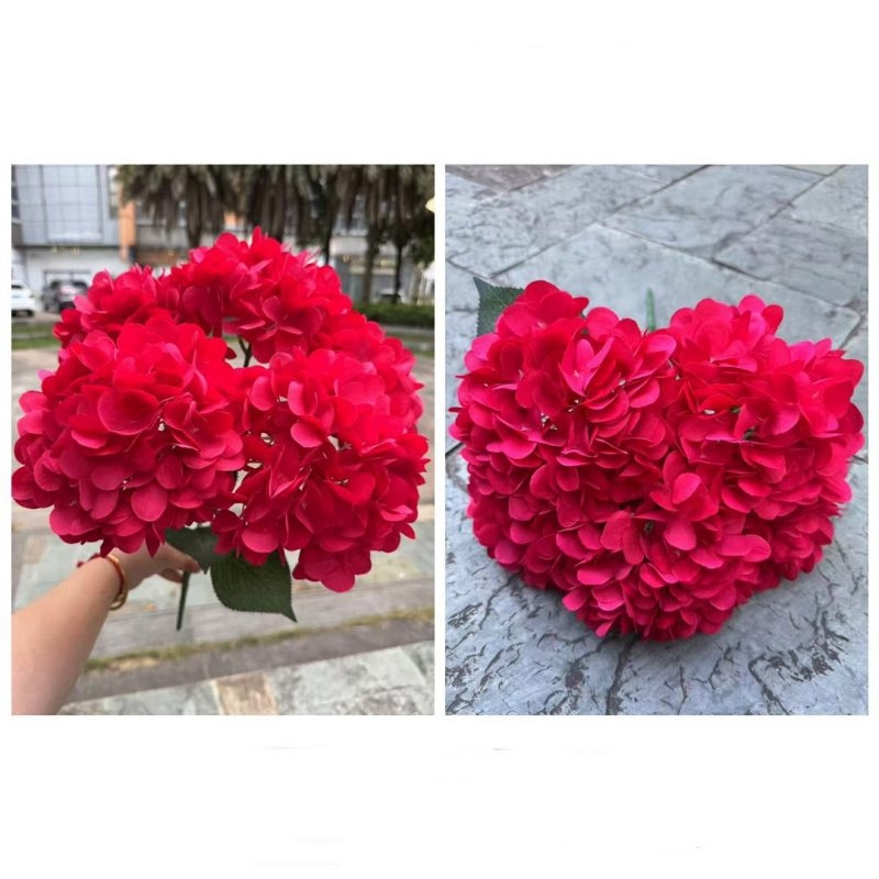 Hydrangea with 5 flower heads