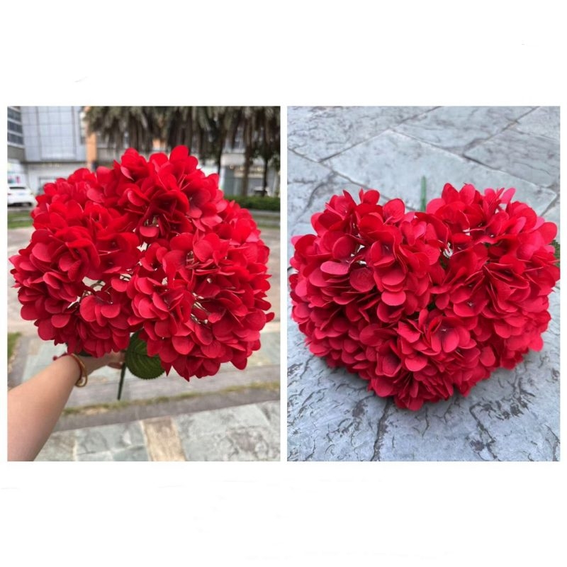 Hydrangea with 5 flower heads