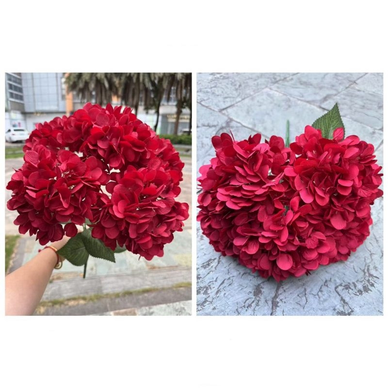 Hydrangea with 5 flower heads