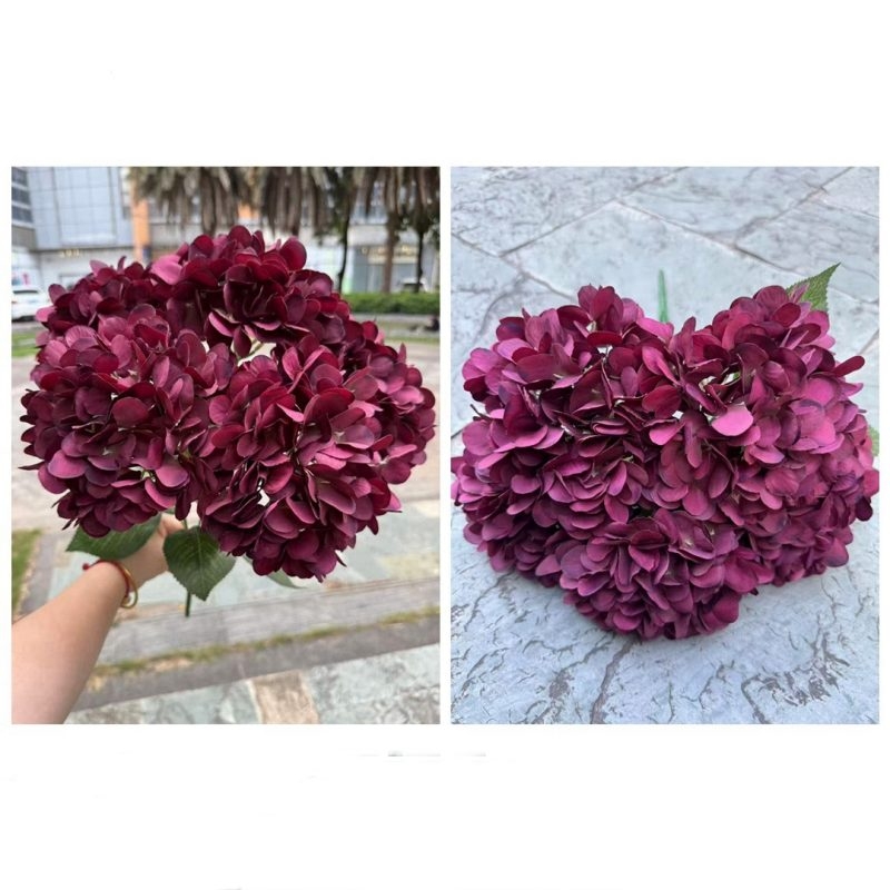 Hydrangea with 5 flower heads