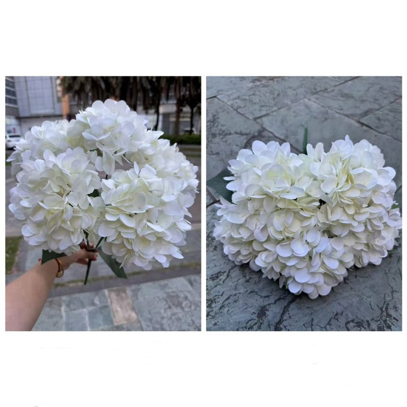 Hydrangea with 5 flower heads
