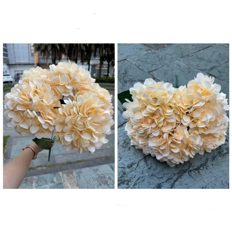 Hydrangea with 5 flower heads