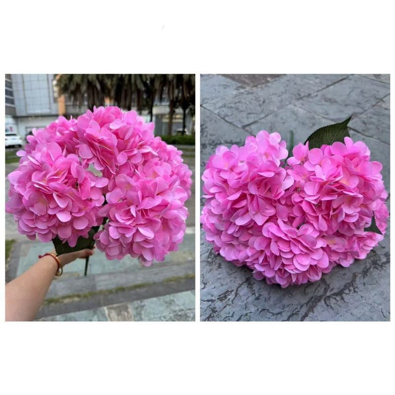 Hydrangea with 5 flower heads
