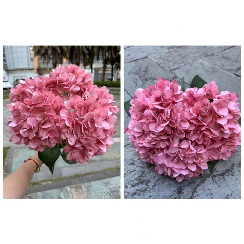 Hydrangea with 5 flower heads