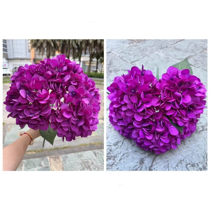 Hydrangea with 5 flower heads