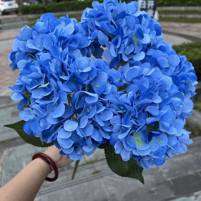 Hydrangea with 5 flower heads wholesale