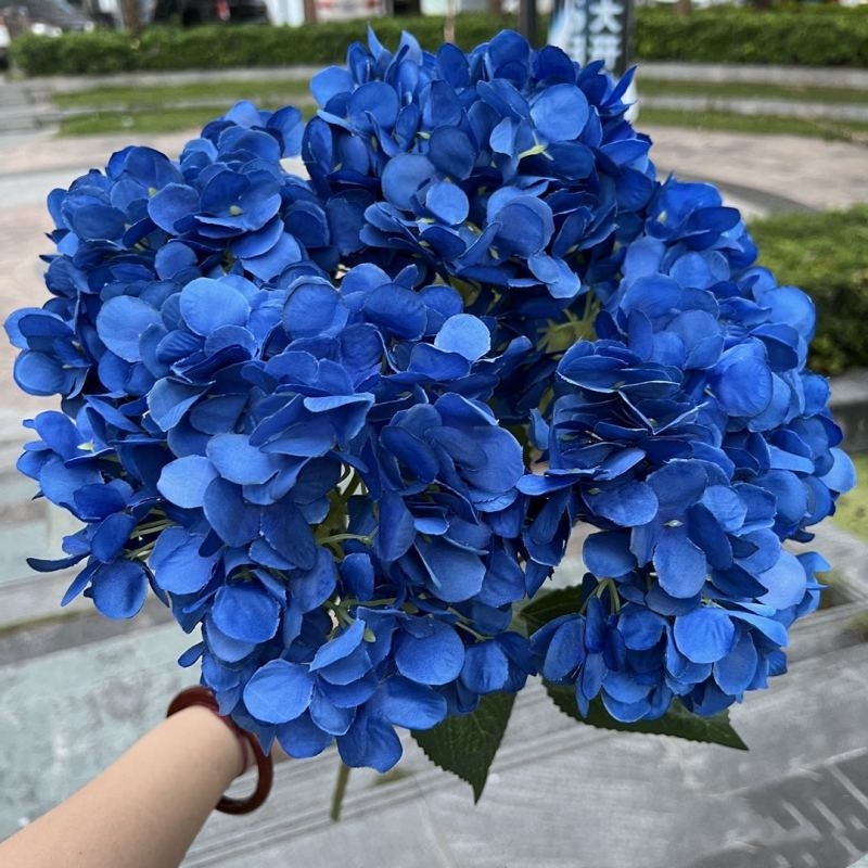 Hydrangea with 5 flower heads wholesale