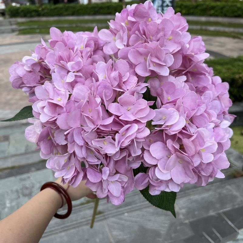Hydrangea with 5 flower heads wholesale
