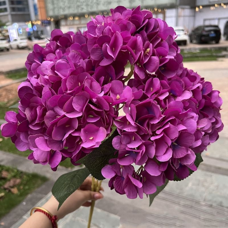 Hydrangea with 5 flower heads wholesale
