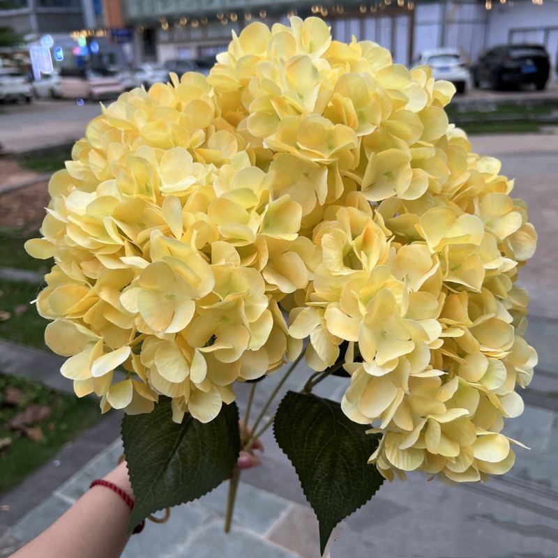 Hydrangea with 5 flower heads wholesale