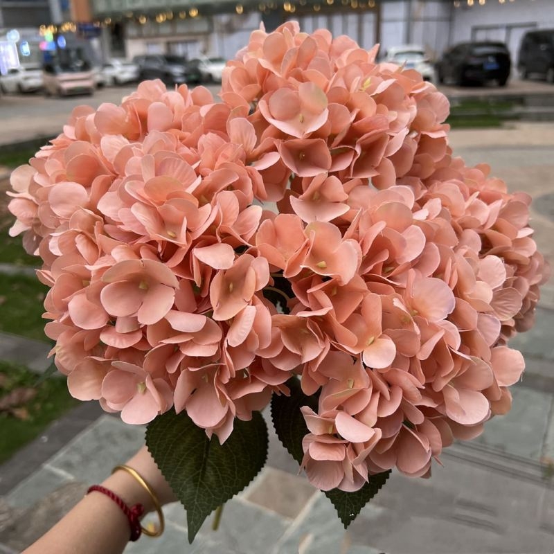 Hydrangea with 5 flower heads wholesale