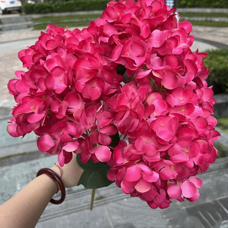 Hydrangea with 5 flower heads wholesale