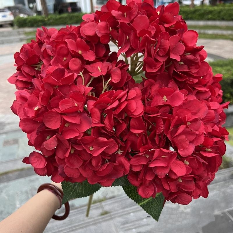 Hydrangea with 5 flower heads wholesale