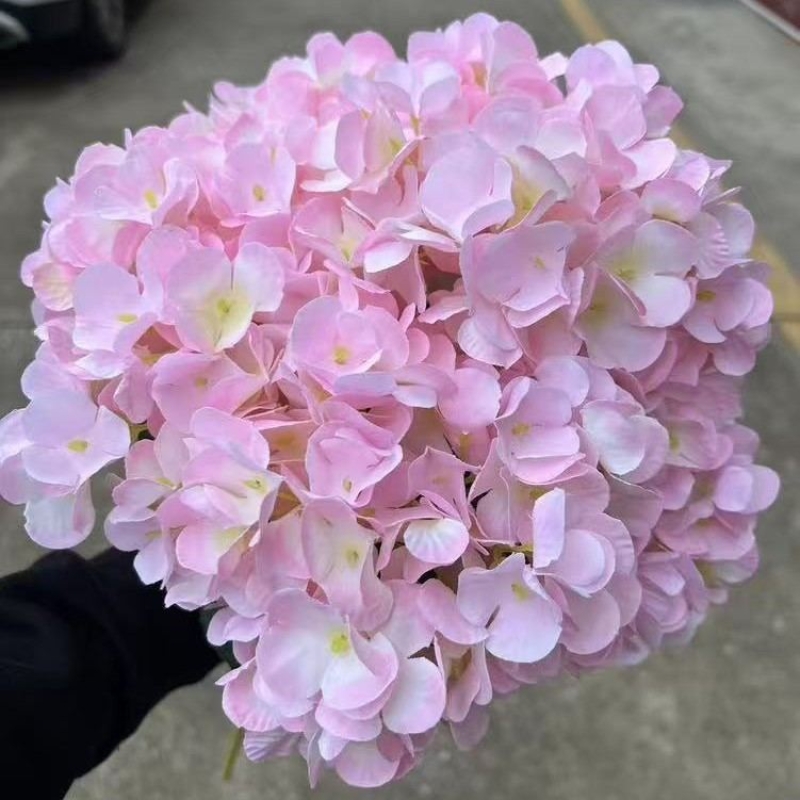 Hydrangea with 5 flower heads wholesale