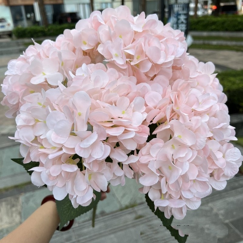 Hydrangea with 5 flower heads wholesale