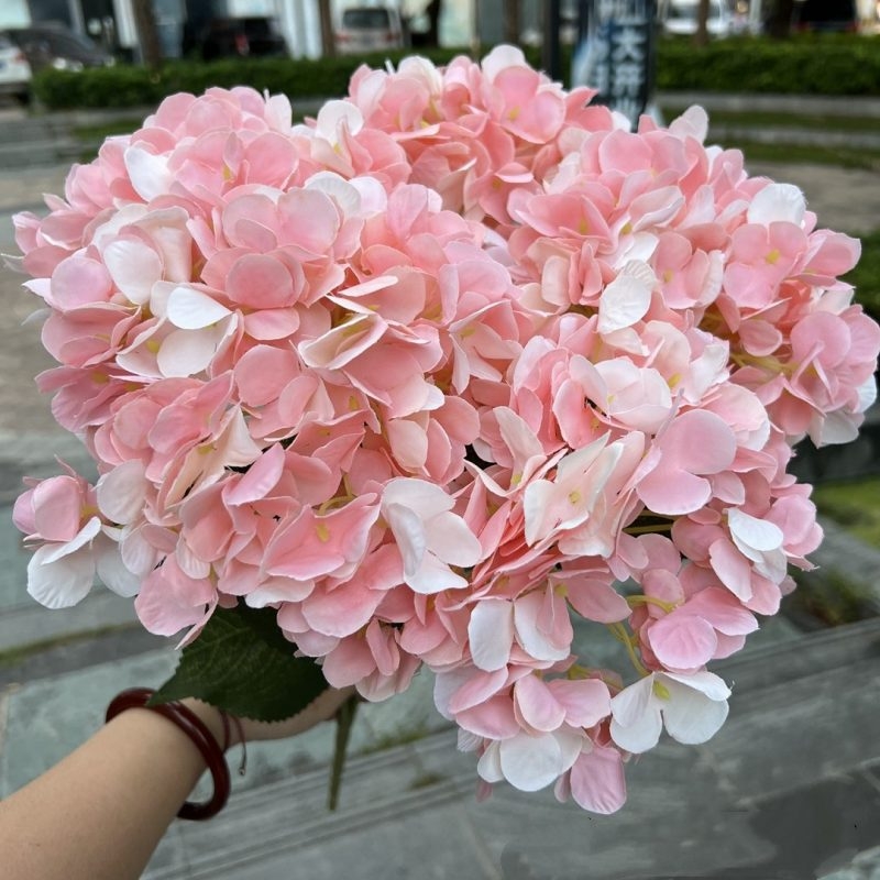 Hydrangea with 5 flower heads wholesale