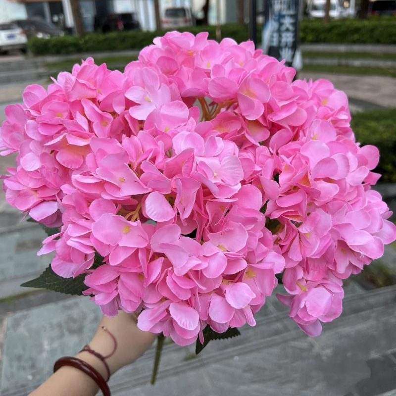 Hydrangea with 5 flower heads wholesale