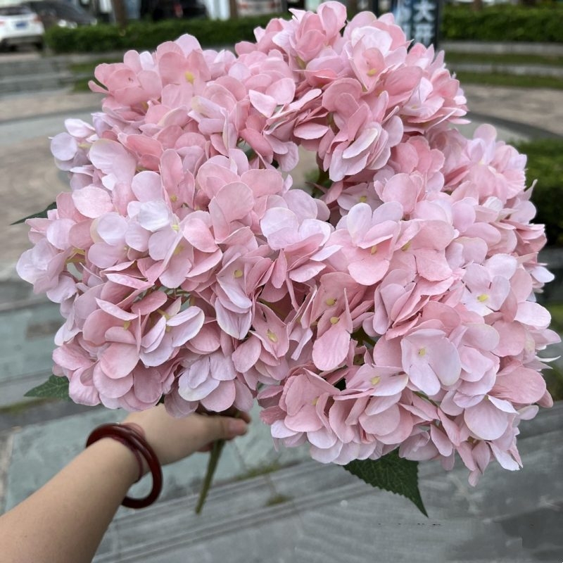 Hydrangea with 5 flower heads wholesale
