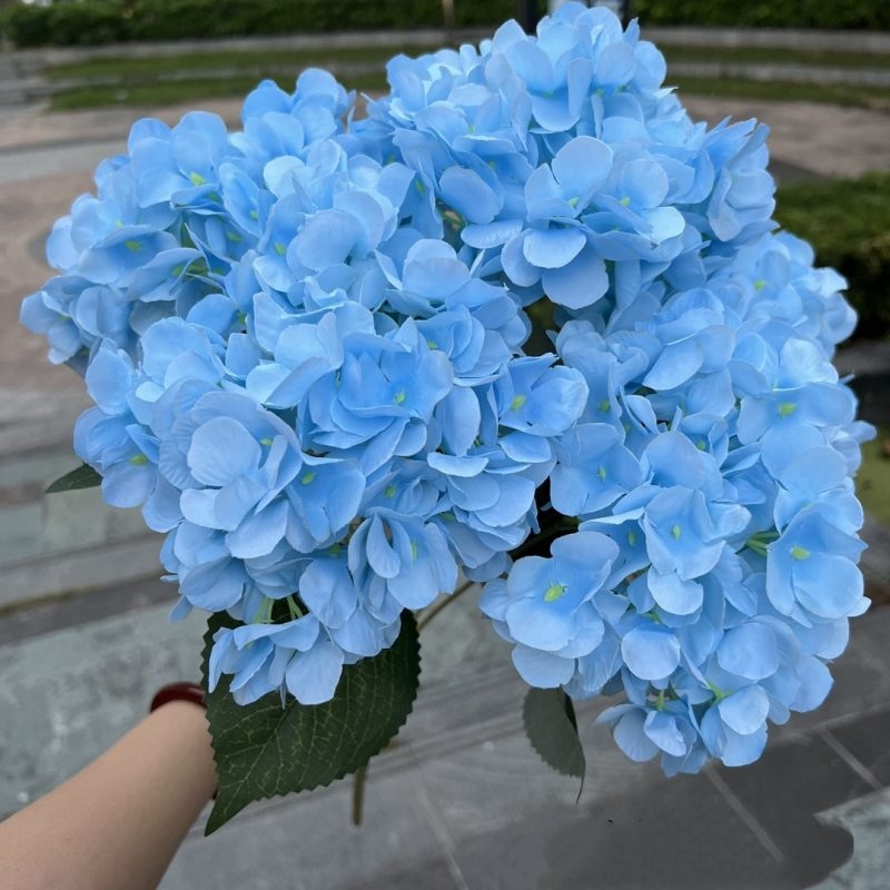 Hydrangea with 5 flower heads wholesale