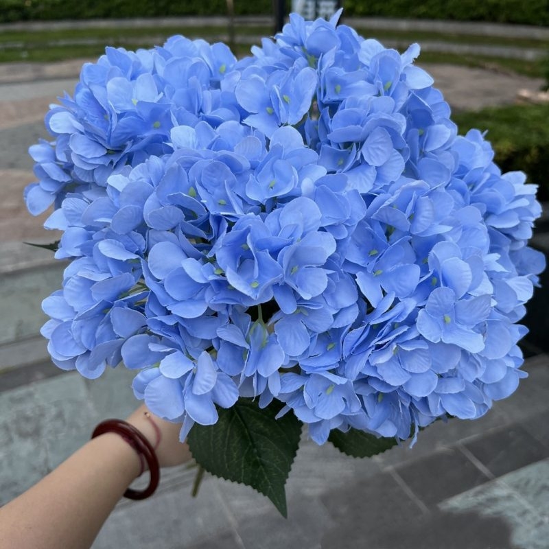 Hydrangea with 5 flower heads wholesale