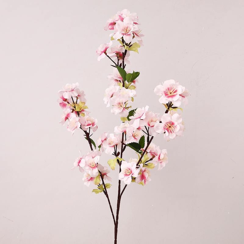 Cherry blossom with three branches