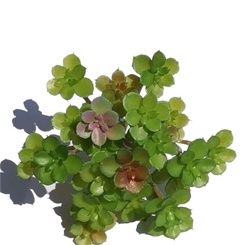 Artificial Succulent Plant Thin Makeup