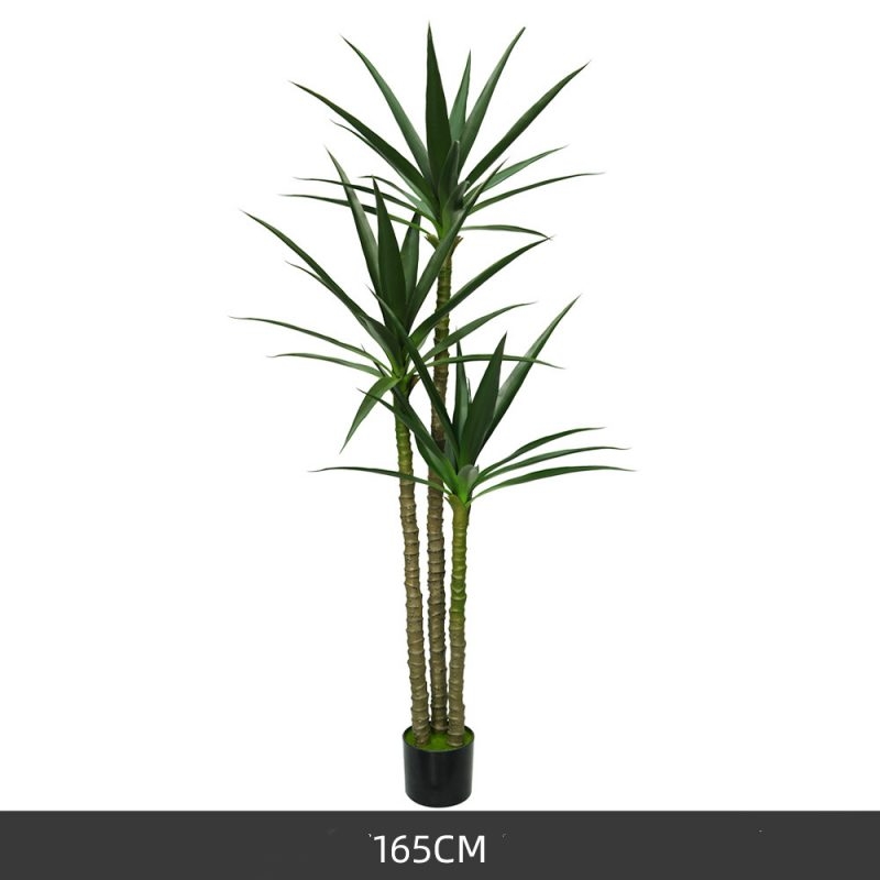 A sisal-like plant with a height of 135 to 185 cm
