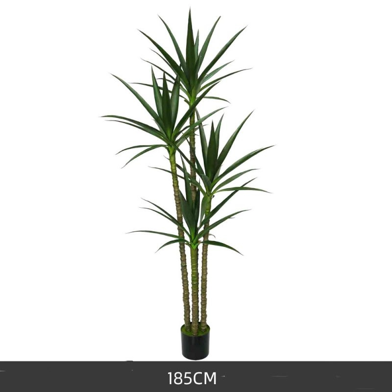 A sisal-like plant with a height of 135 to 185 cm