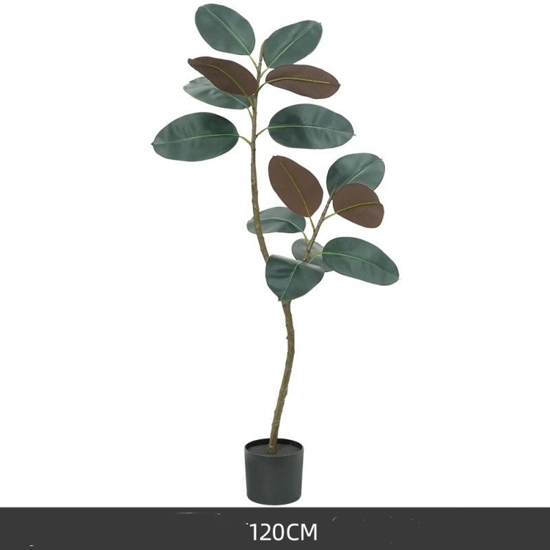 120 to 210 cm Black King Kong rubber tree