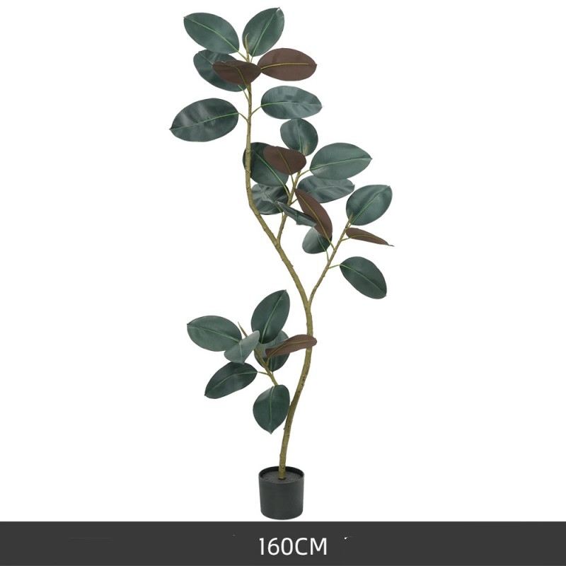120 to 210 cm Black King Kong rubber tree