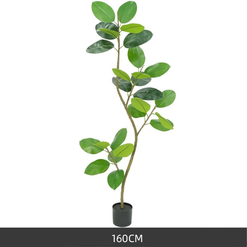 120 to 210 cm Green King Kong Rubber Tree