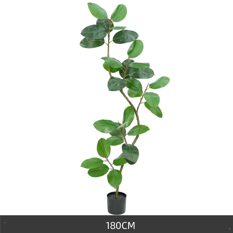 120 to 210 cm Green King Kong Rubber Tree