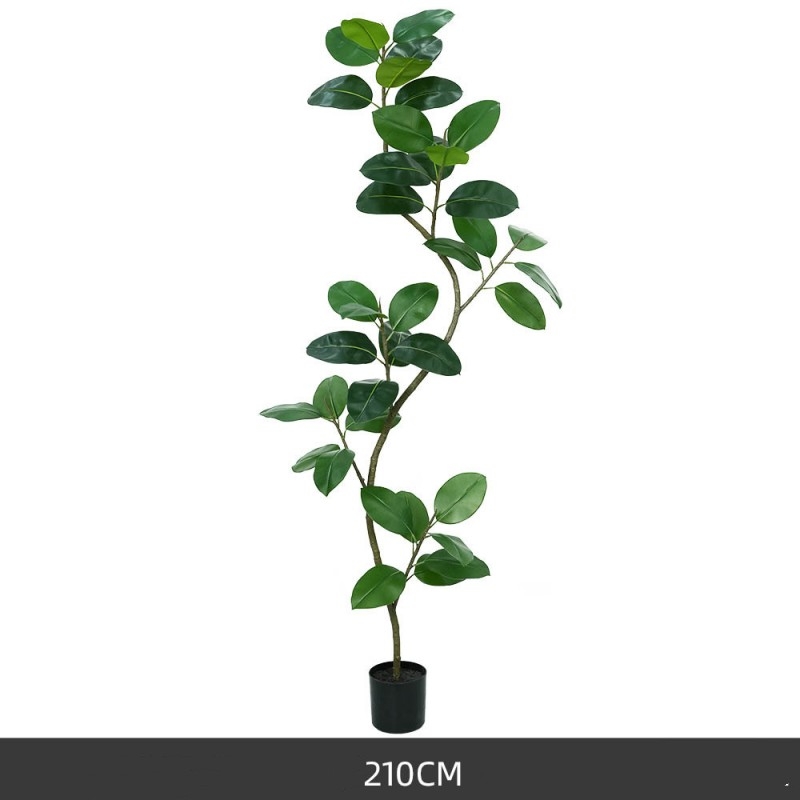 120 to 210 cm Green King Kong Rubber Tree