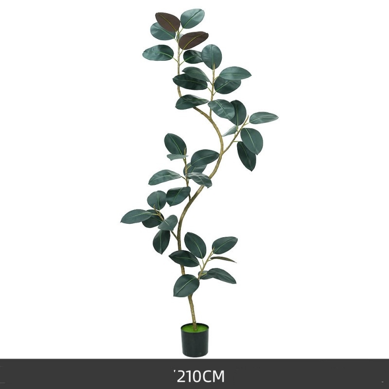 120 to 210 cm Black King Kong rubber tree