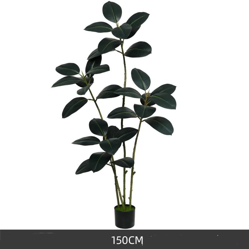 150cm Black King Kong rubber tree