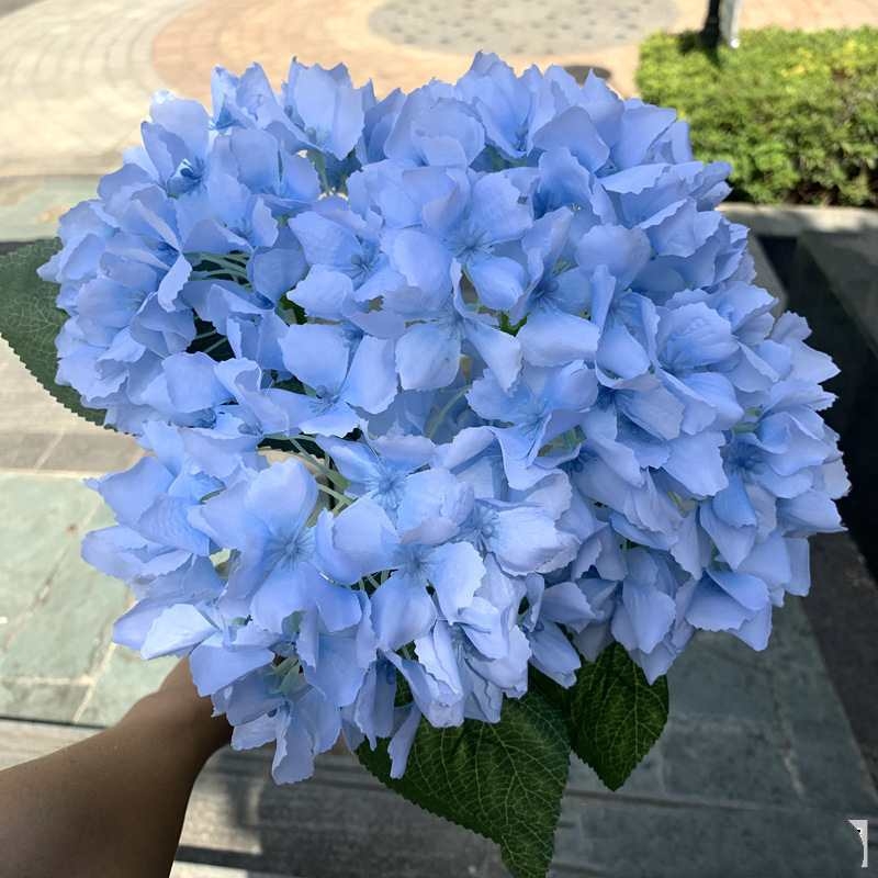 Silk hydrangea