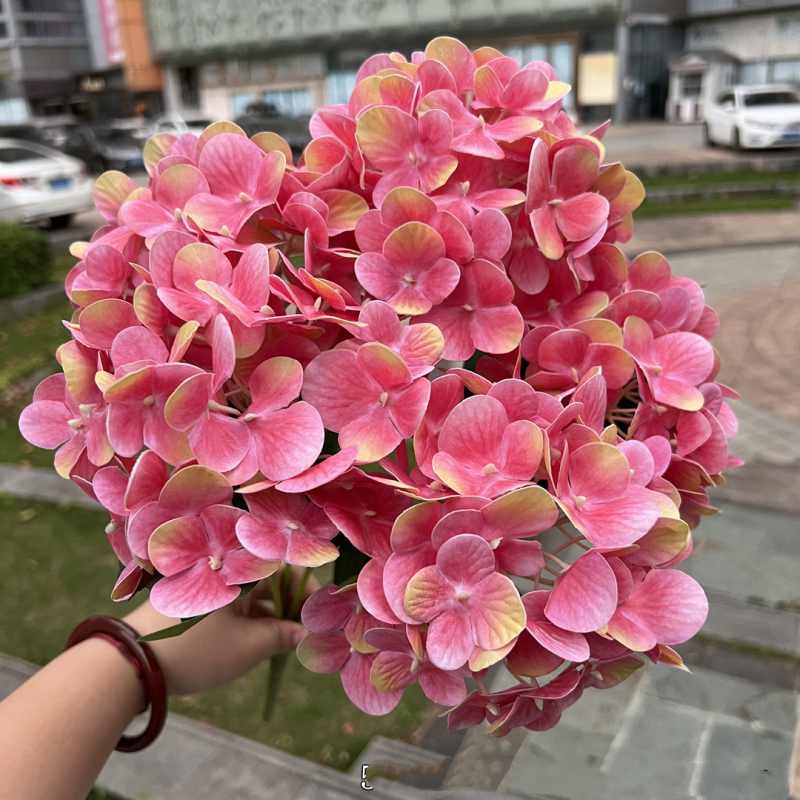 Soft-touch film hydrangea