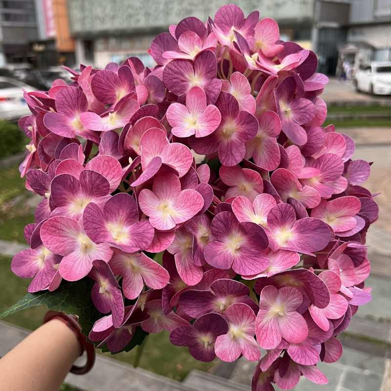 Soft-touch film hydrangea