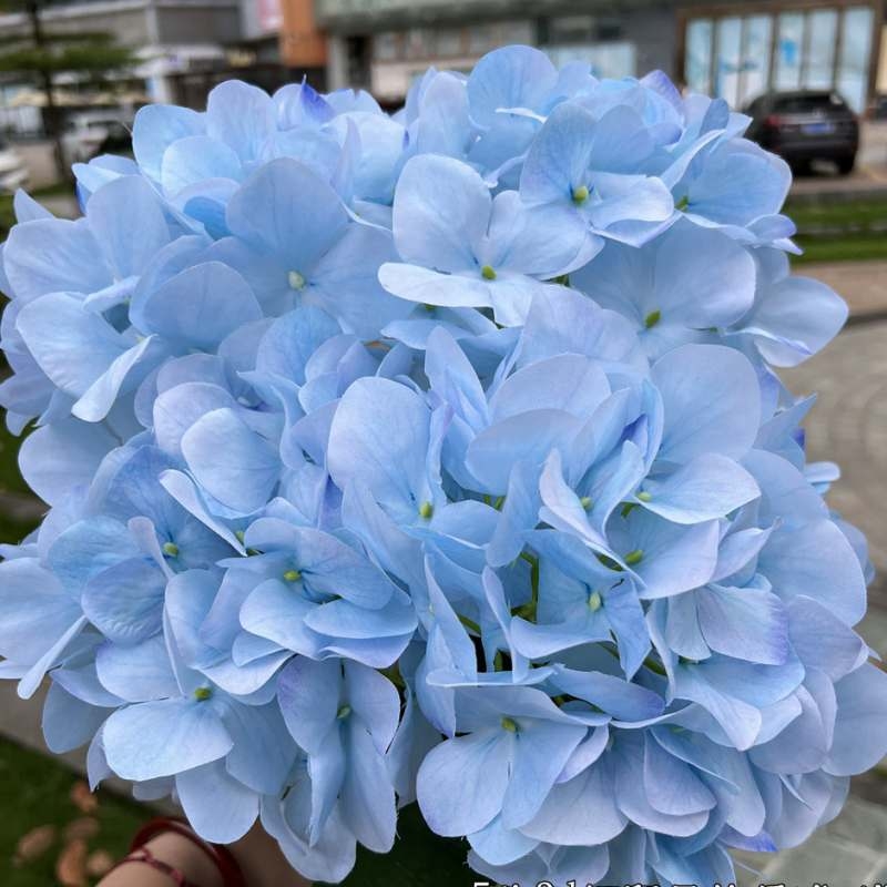 Wholesale artificial hydrangea with 5 flower heads