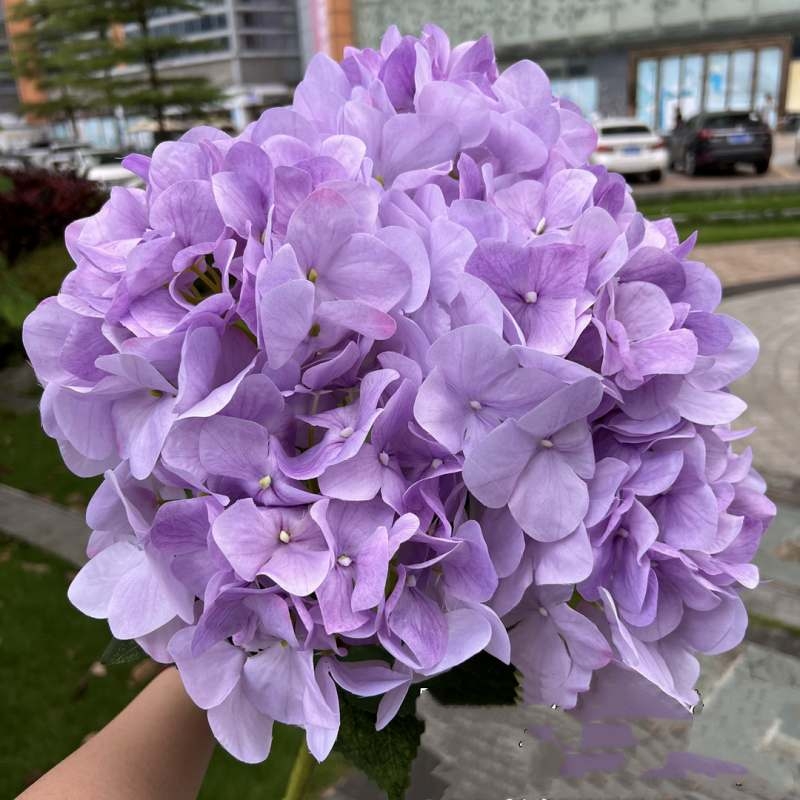 Wholesale artificial hydrangea with 5 flower heads