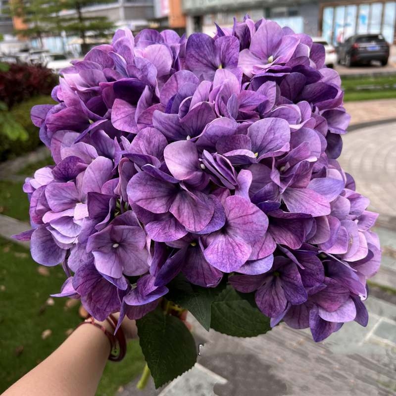 Wholesale artificial hydrangea with 5 flower heads