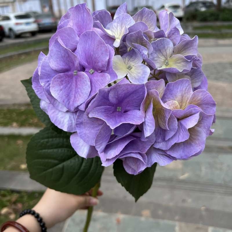 Soft-touch Plastic hydrangea