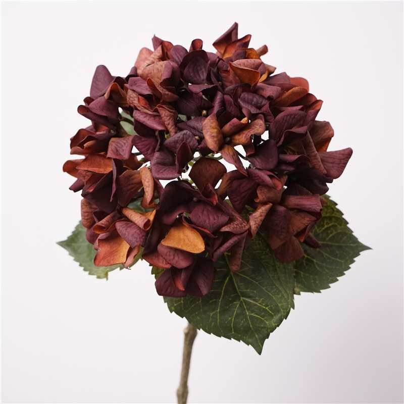 Moisturizing autumn-colored hydrangea