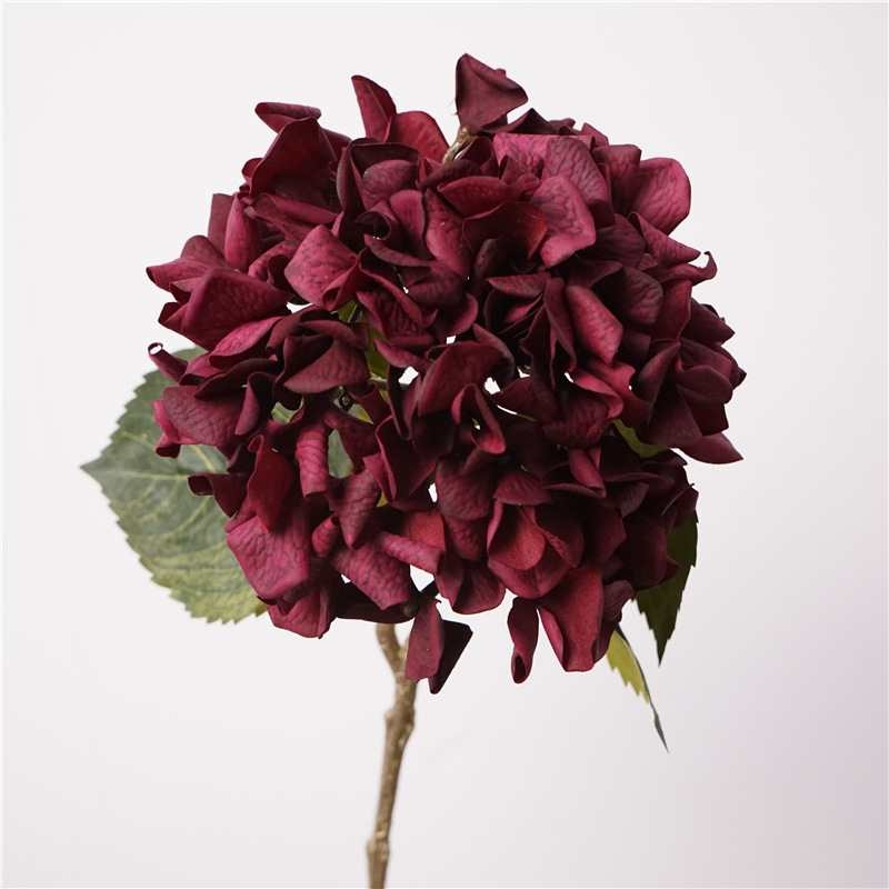 Moisturizing autumn-colored hydrangea