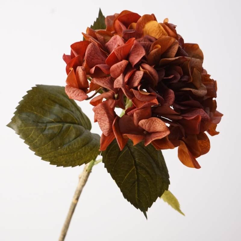 Moisturizing autumn-colored hydrangea