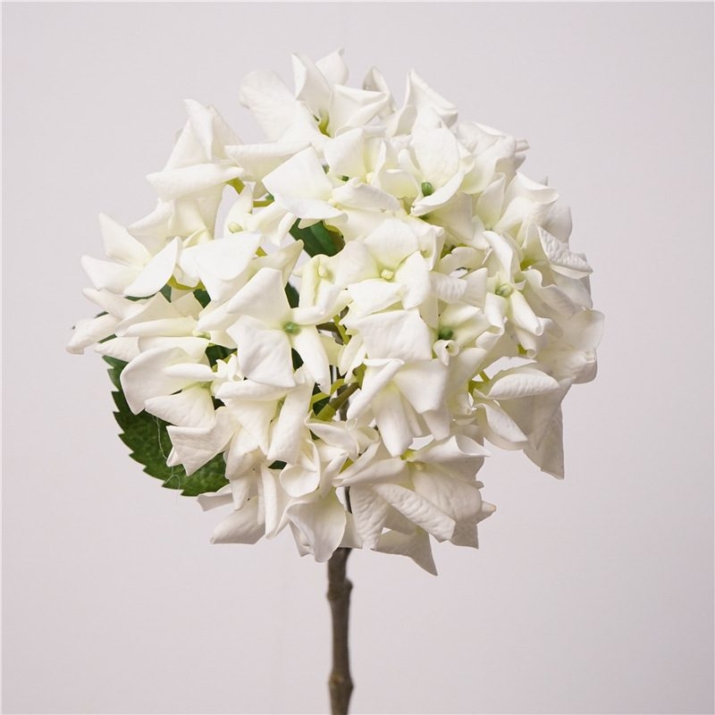 Moisturizing hydrangea