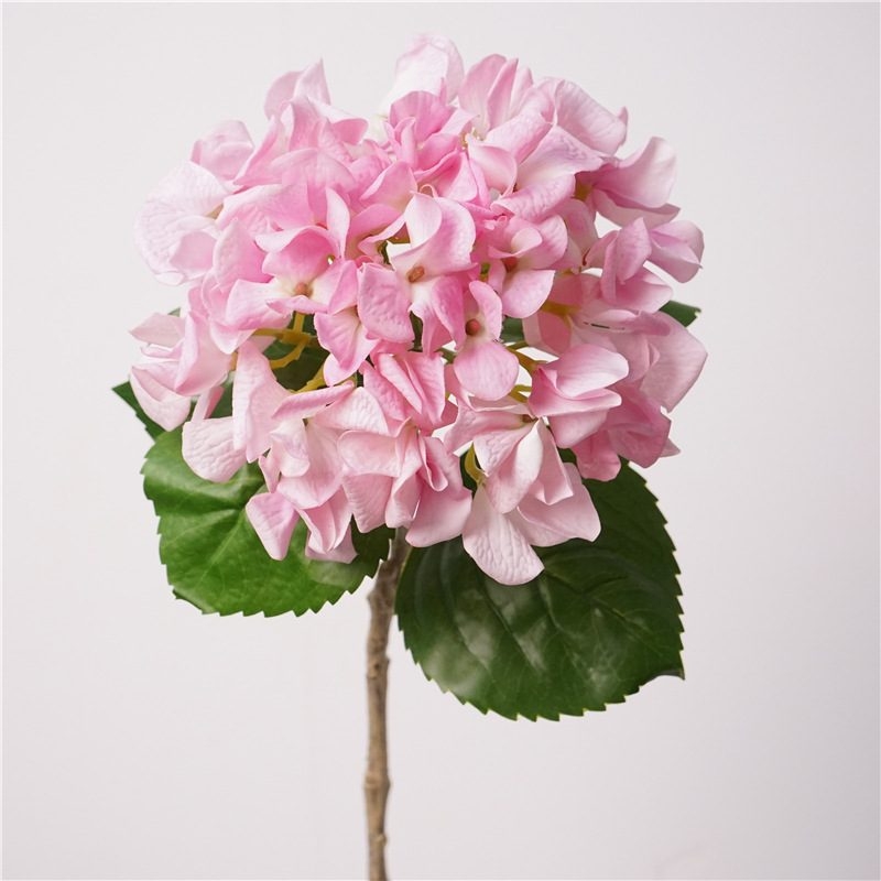 Moisturizing hydrangea