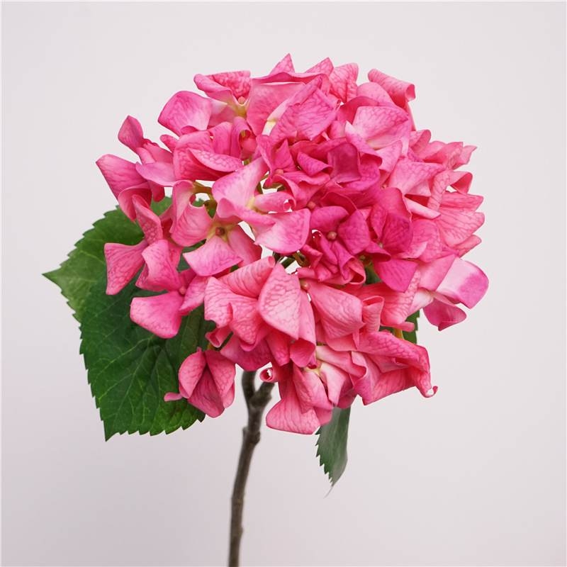 Moisturizing hydrangea